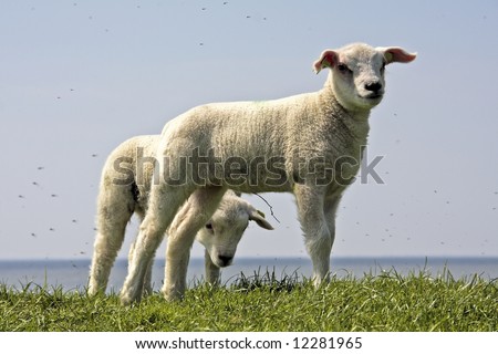 Two little lambs in the fields in springtime in Holland