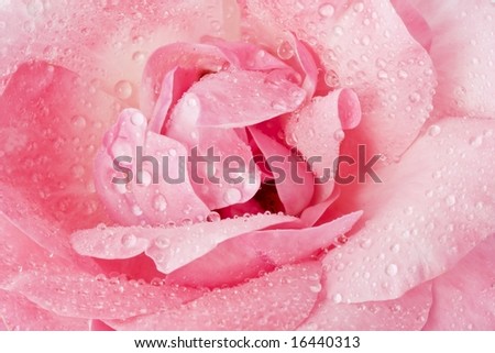Beautiful pink rose macro with dew drops