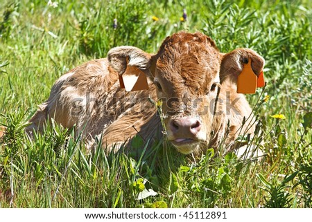New born young calf in the countryside from Portugal
