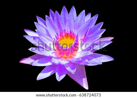 Purple Lotus