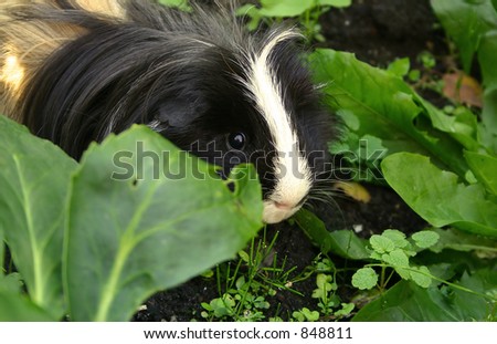 cute guinea pig in the garden