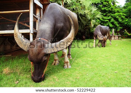 The water buffalo or domestic Asian water buffalo (Bubalus bubalis) is a large bovine animal, frequently used as livestock  in southern Asia