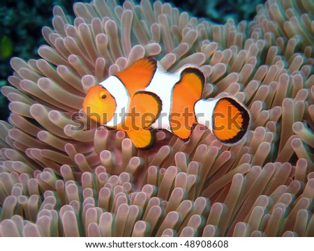 Clown fish thailand