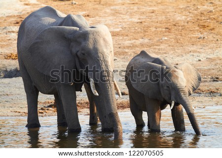 Young and old elephants on the banks of the Chobe River in Botswana