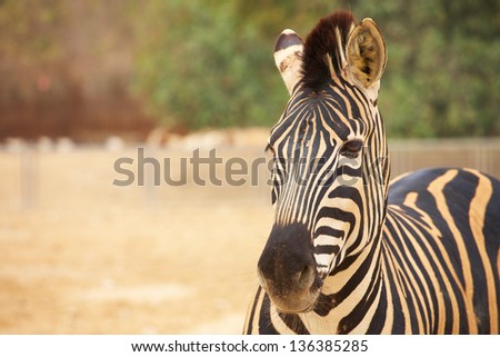 Single zebra standing in front of a herd of zebras in a zoo, Animals in Captivity