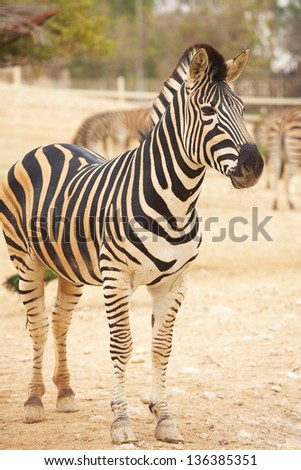 Single zebra standing in front of a herd of zebras in a zoo, Animals in Captivity