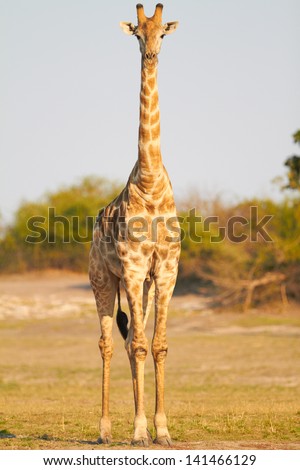 A Female Giraffe standing on the banks of the Chobe river in Botswana on a sunny summer day