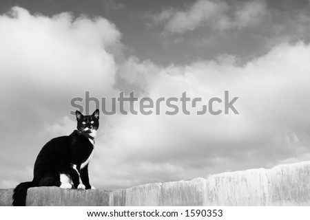 A black and white cat sitting on a wall.