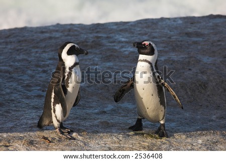 Jackass Penguins (Spheniscus demersus) from the Simons Town Colony, Western Cape, South Africa