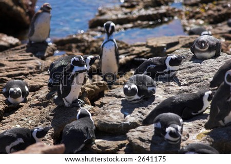 Jackass Penguins (Spheniscus demersus) from Stoney Point, Western Cape, South Africa