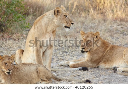 Young lion cubs resting in the early morning light after a night of hunting in the African bush