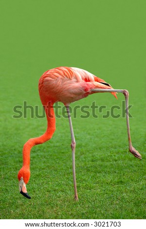 A flamingo doing a weird position isolated in green (grass) background