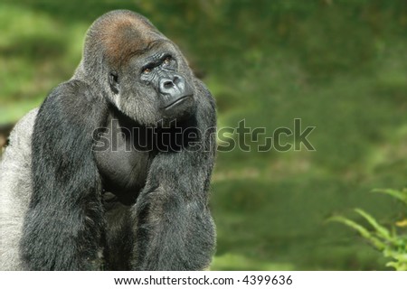 Silverback gorilla in natural green background