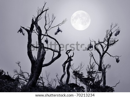 Bats in gnarled trees with full moon background in a scary and spooky scene as Halloween theme.
