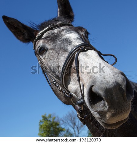 A close up grayish horse head with dark eyes and big ears