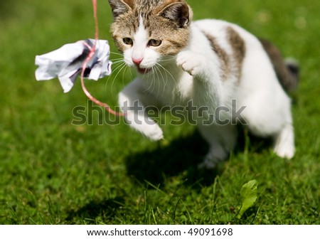 Similar – Foto Bild spielende katze Katze