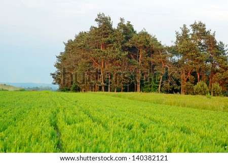 Green filed of winter grain crops and trees