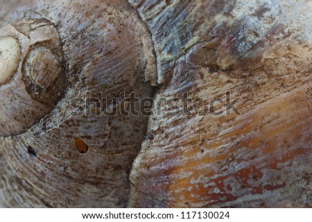 Extreme close up of a garden snail shell - an ideal background image