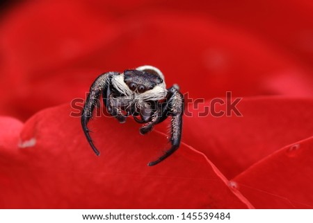 Cute spider