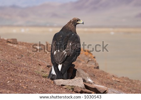 Gold eagle