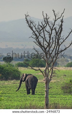 Elephant in african savanna