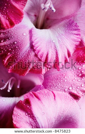Closeup of pink flower with water drops