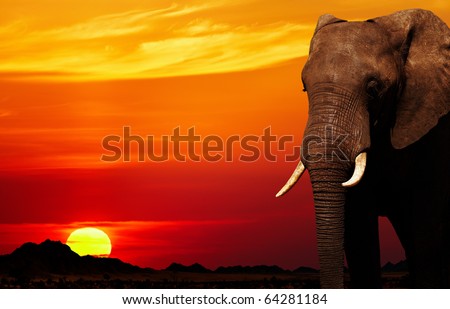African elephant in savanna at sunset