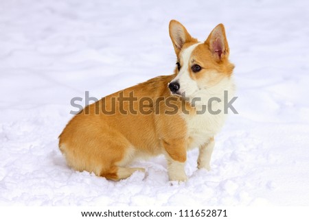 Dog breed Pembroke Welsh Corgi in snow