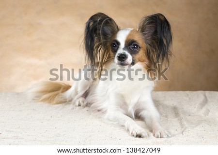 Portrait of dog breeds Papillon on a beige background