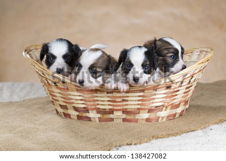 Four little Papillon puppy in a wicker basket