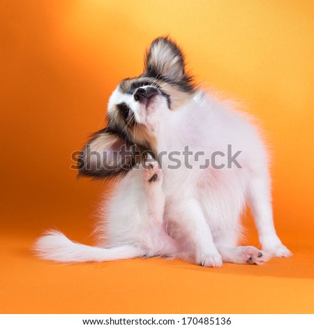 Itches puppy Papillon on a orange background