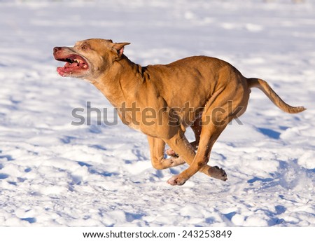 Dog breed American Pit Bull Terrier running in snow