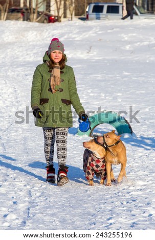 Young woman walking with two dogs of breed American Pit Bull Terrier winter