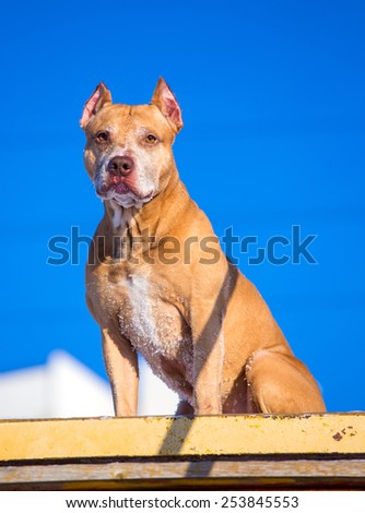 American Pit Bull Terrier on the training ground for dogs