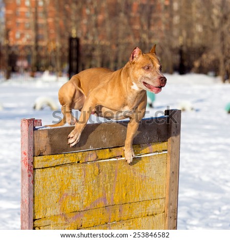 Dog breed American Pit Bull Terrier jumps over hurdle
