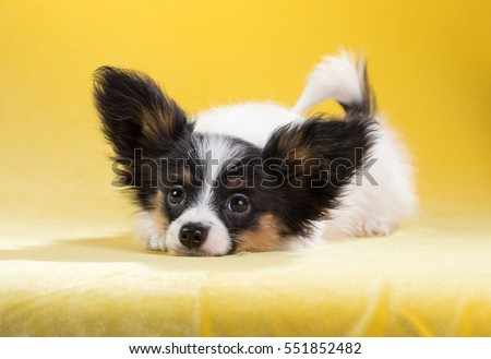 Shutterstock Puzzlepix