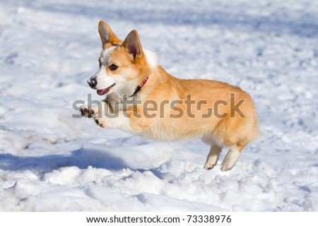 Dog breed Welsh Corgi Pembroke runs through snow