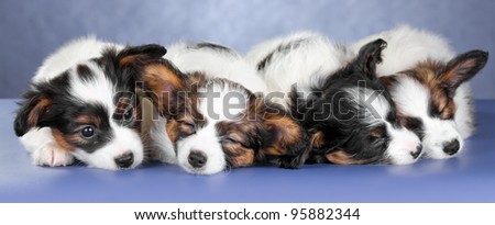 Four small sleeping Papillon Puppies on a blue background