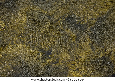 Seaweed background