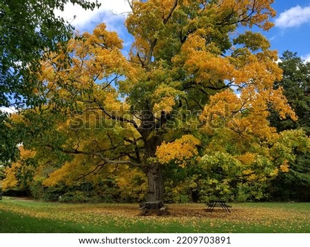 Image, Stock Photo Alte Eiche, old oak Baum