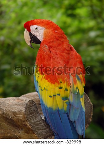 Macaw parrot. Mexico