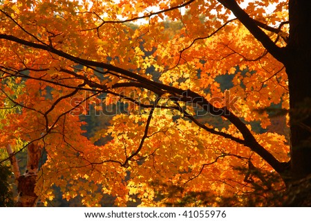 Autumn in Webster Falls. Hamilton, Ontario