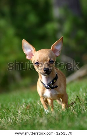 Adorable chihuahua puppy dog, ears standing up and blurred background