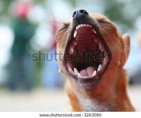 Close-up of a small dog, mouth wide open with blurred background
