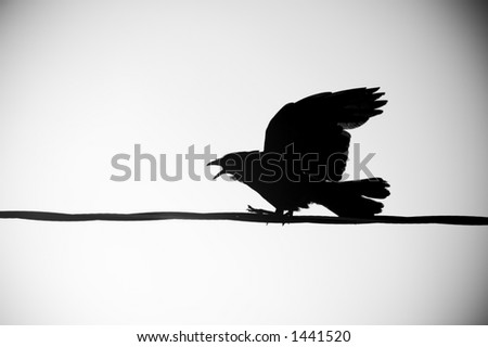 A silhouetted crow sits on a power line and calls out