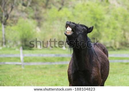 Horse showing teeth on green field/Horse laughing/Brown horse with horse teeth smile