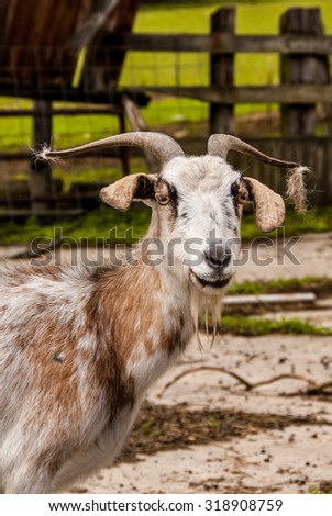 Billy Goat with a slight smirk on his face and Fur hanging from his horns.