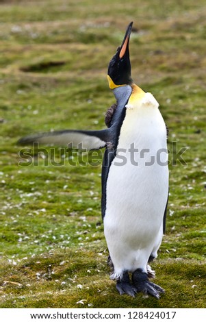 Male king penguin flapping wings and shouts