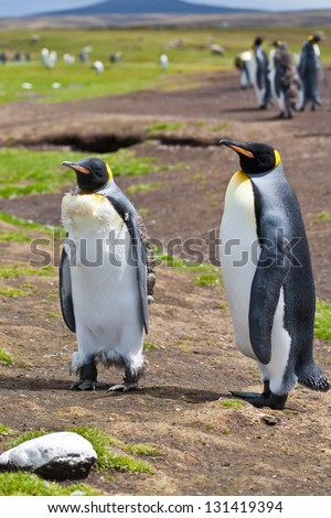 Pair of King Penguin stands apart from the main colony in the Falkland Islands