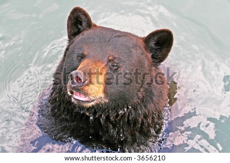 Cute Brown Bear in the water.